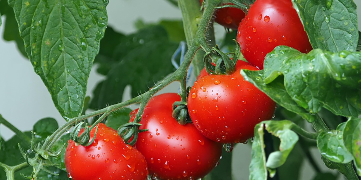Calciocianamide Perlka®: la chiave per coltivare il pomodoro in modo sano e produttivo
